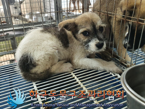 한국동물구조관리협회_441560202300925